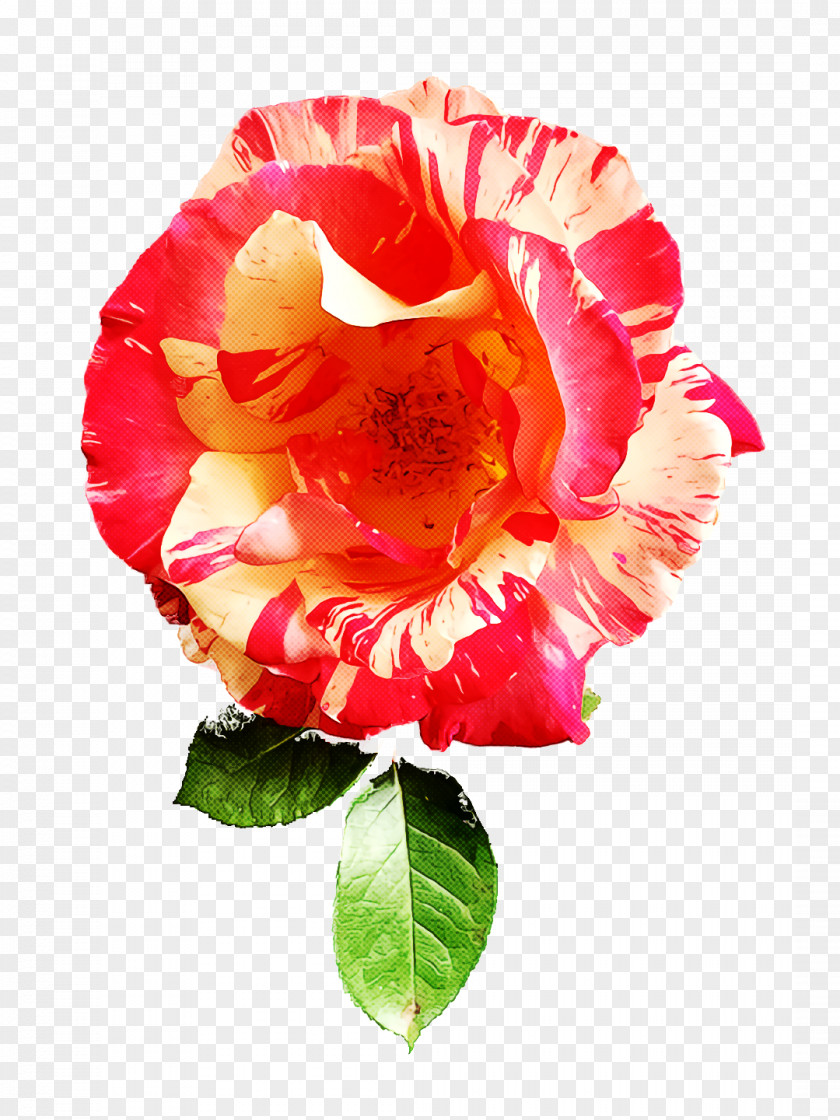 Garden Roses PNG