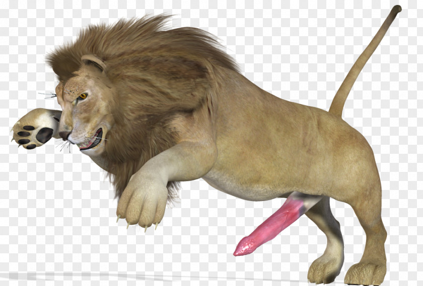 Lion Big Cat Animal PNG