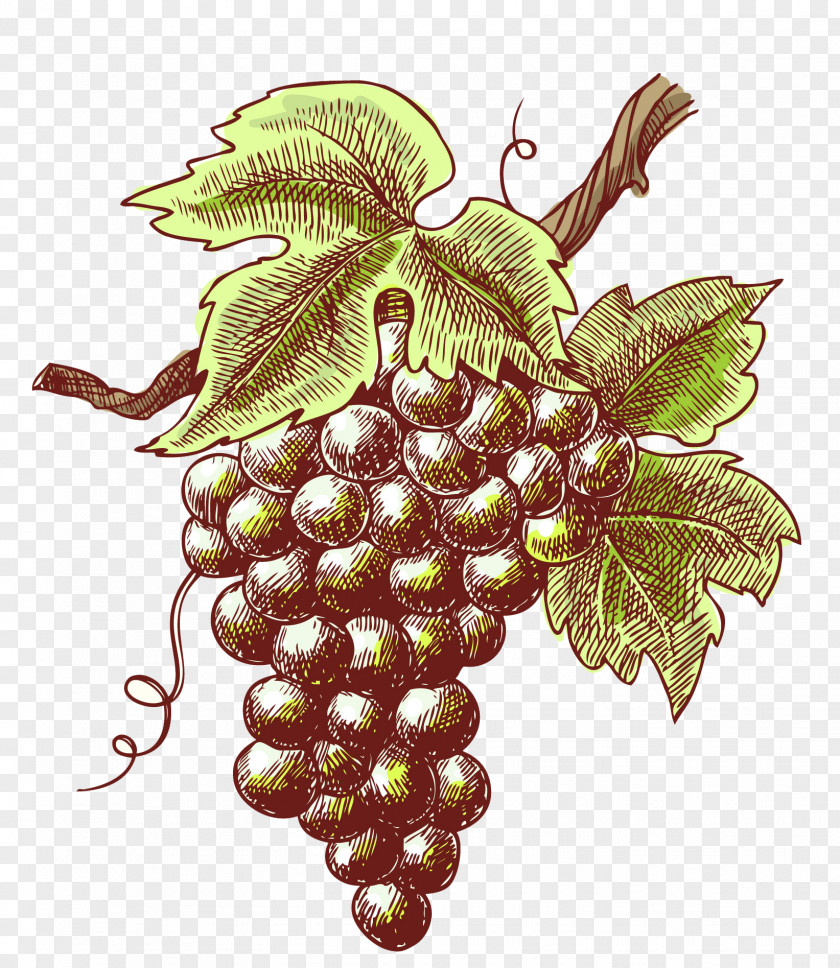 Retro Grapes Winery Vintage Mosel PNG