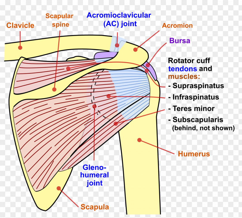 Arm Scapula Humerus Shoulder Joint Clavicle PNG