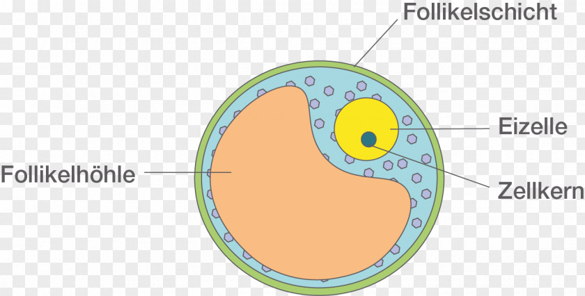 Babys Egg Cell Ovarian Follicle Spermatozoon Zygote Fertilisation PNG