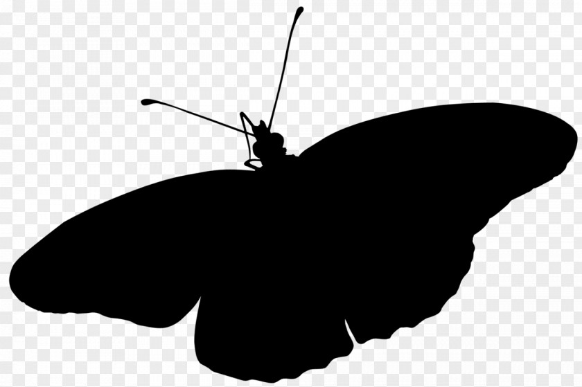 Brush-footed Butterflies Insect Clip Art Silhouette Line PNG