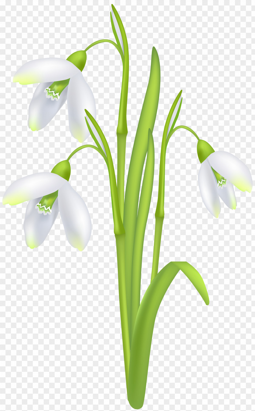 Flower Snowdrop Clip Art PNG