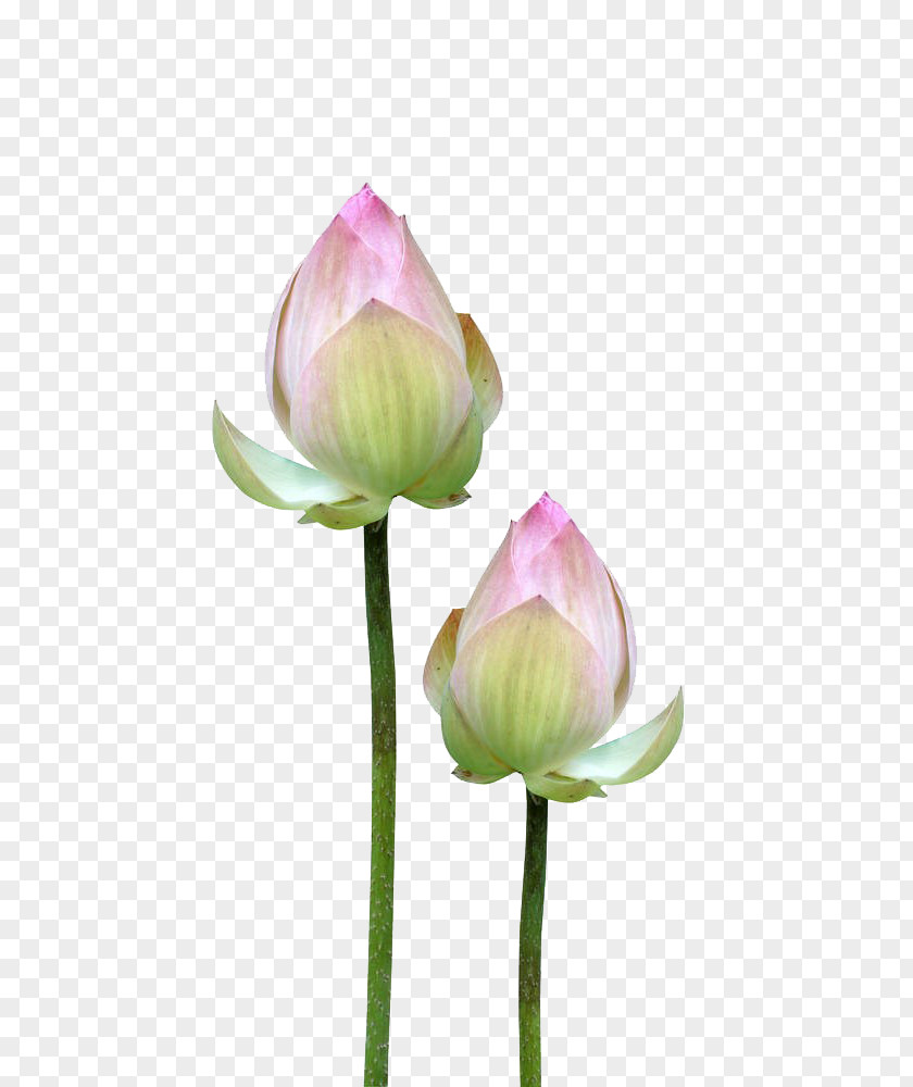 Lotus Flower Buds Bud Petal PNG