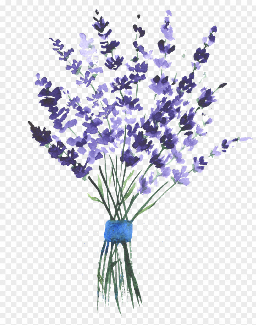 Painting English Lavender Watercolor Clip Art Image Drawing PNG