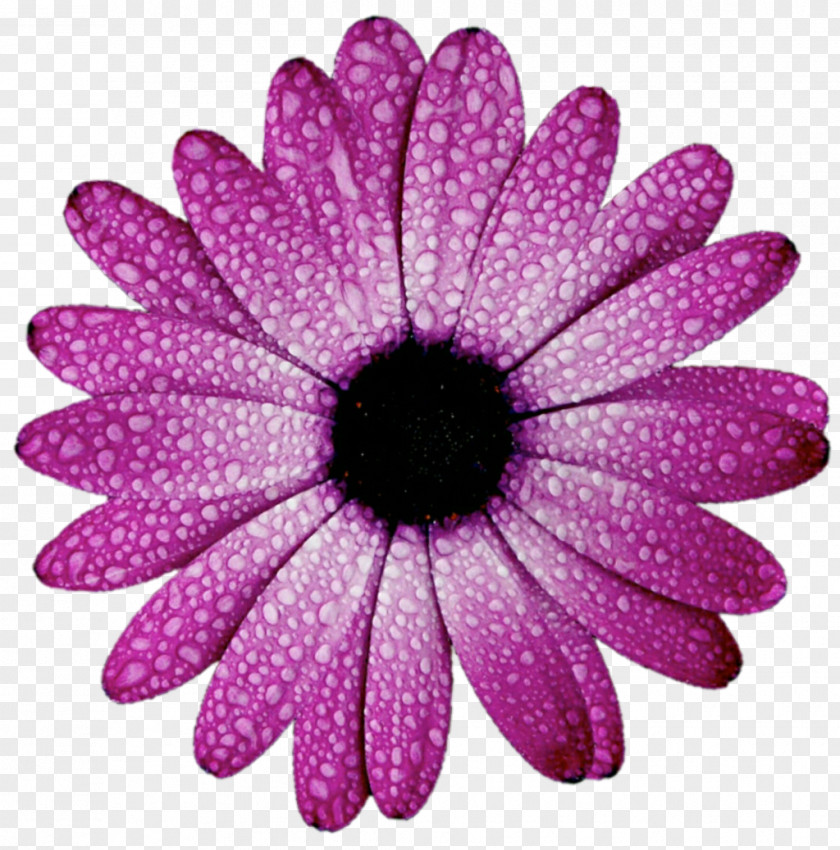 Purple Flower Gear Animation Rotation Stock Footage PNG