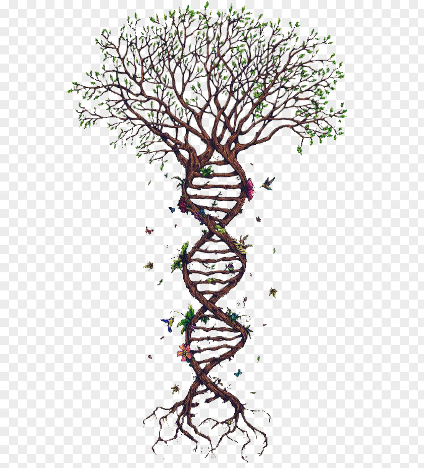 Spiral Tree PNG