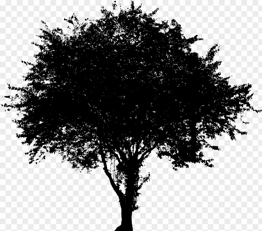 Tree Vector Graphics Evergreen Image Oak PNG
