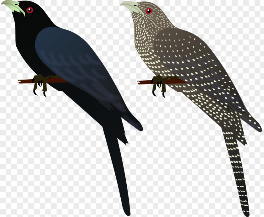 Bird Common Myna Finches Asian Koel Indian Roller PNG
