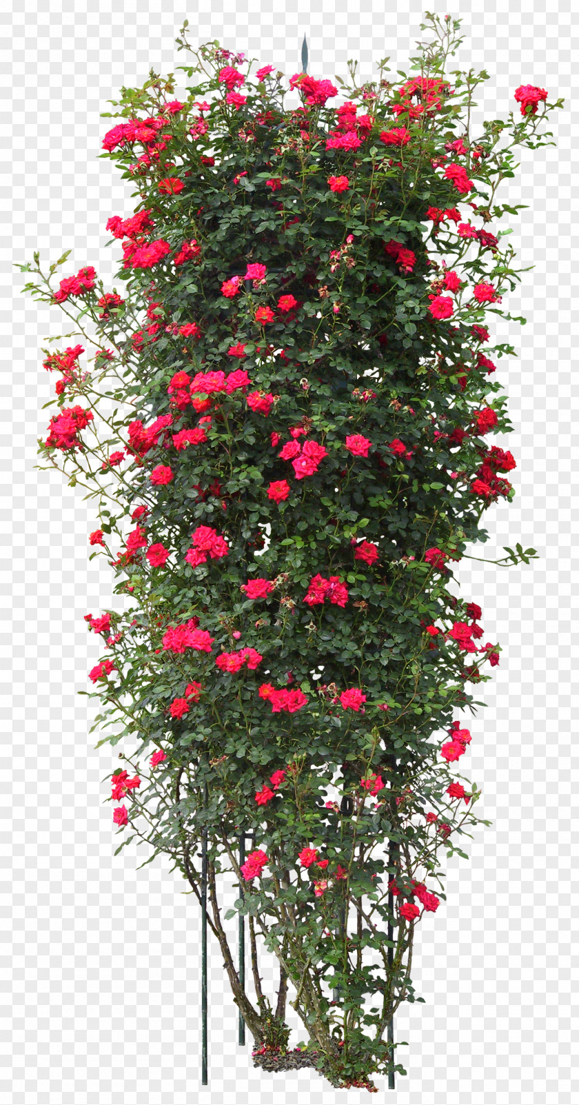Bushes Quercus Suber Tree Plant Rose PNG