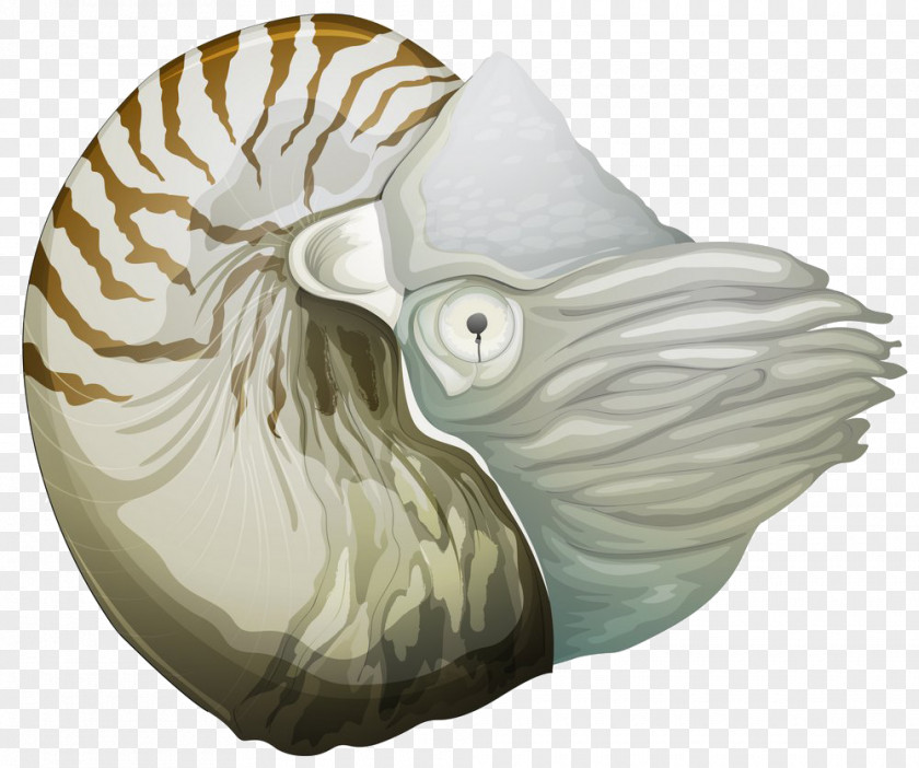 Conch Nautilidae Stock Photography Clip Art PNG