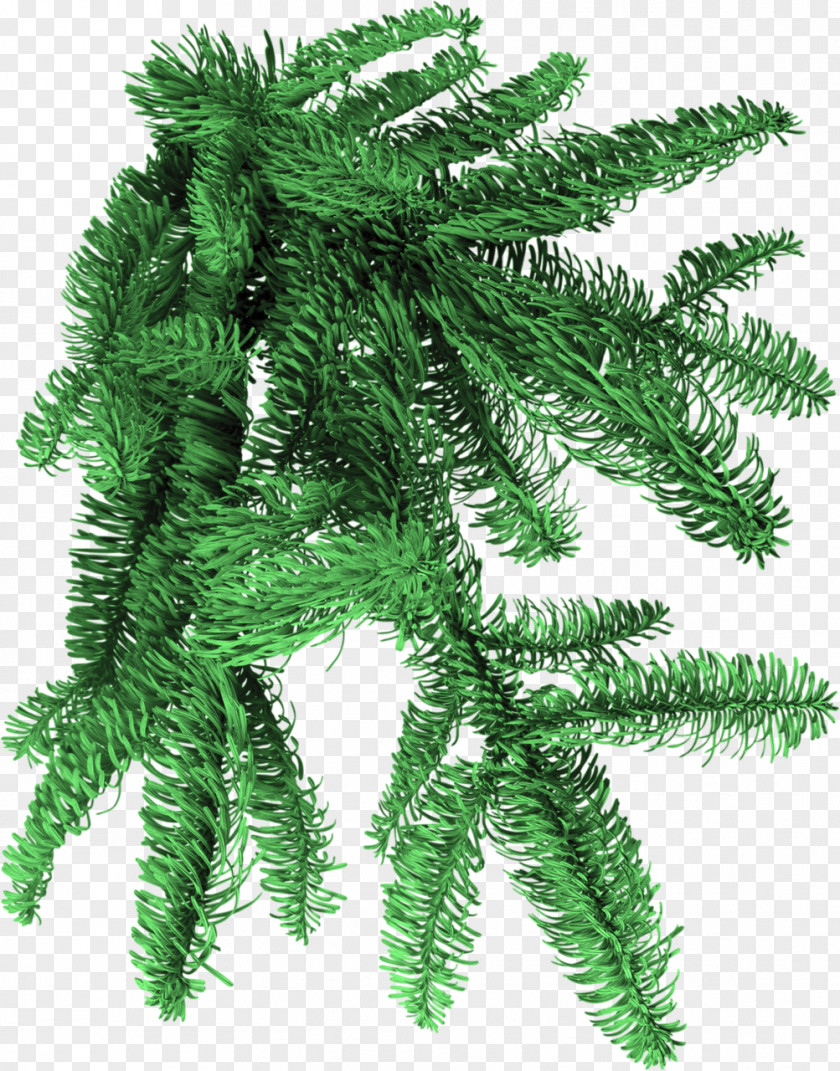 Fir-tree Spruce PhotoFiltre Clip Art PNG