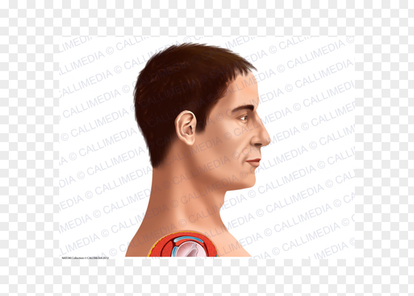 Head And Neck Human Chin Anatomy Forehead PNG