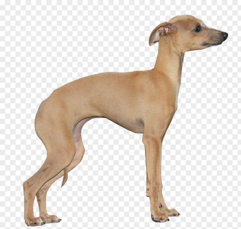 Italian Greyhound Whippet Polish Mudhol Hound PNG