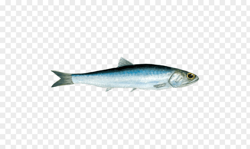Anchovy Pacific Saury Oily Fish Seafood Herring PNG