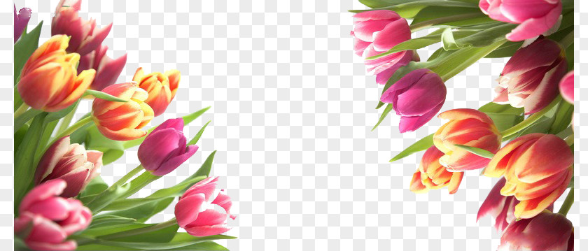 Color Bouquet Of Tulips In Kind Tulip Flower PNG