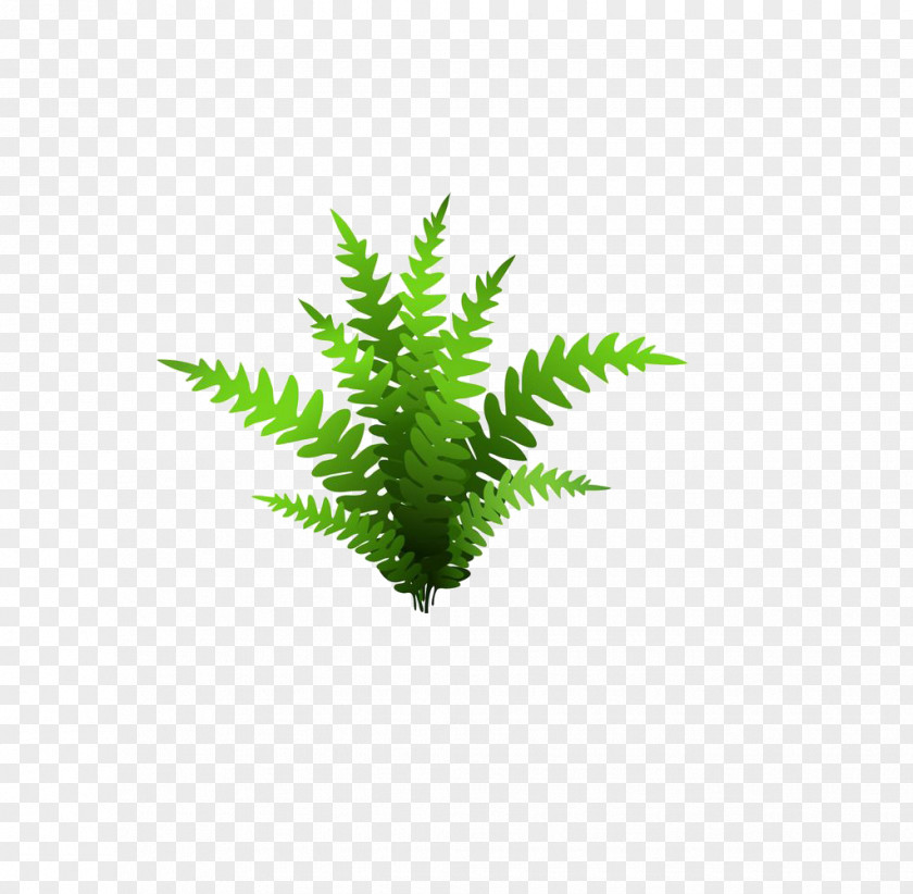 Grass Drawing Plant Illustration PNG