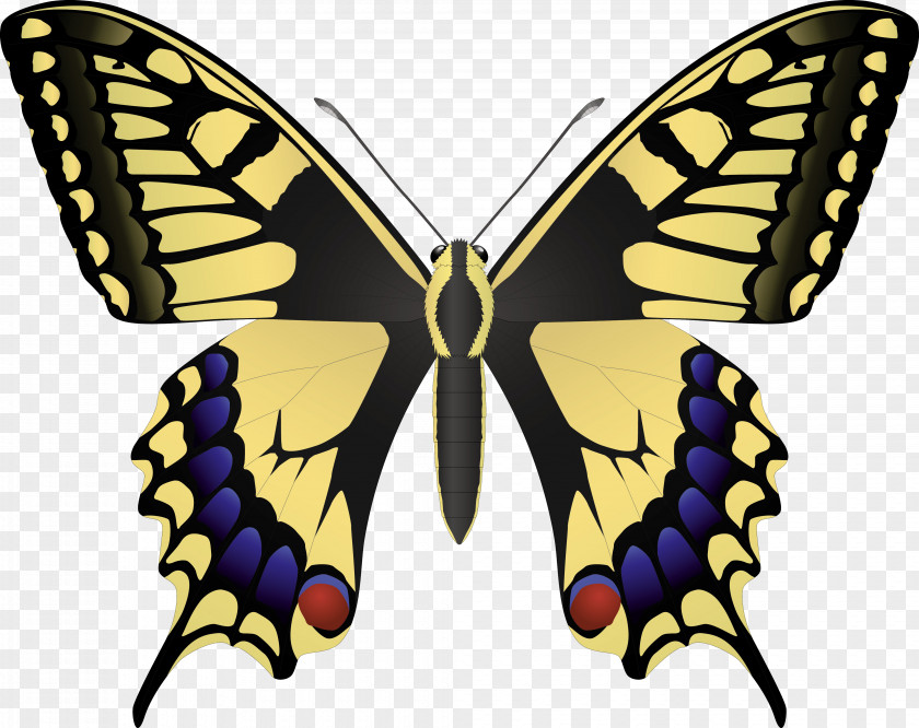 Insect Monarch Butterfly Papilio Machaon Swallowtail PNG
