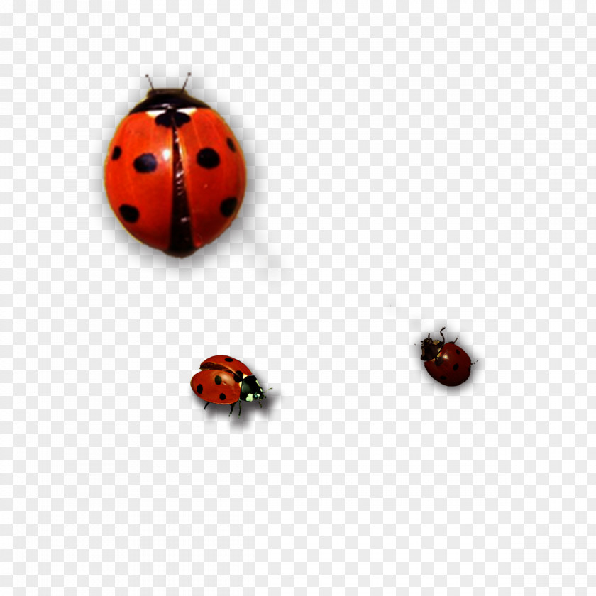 Ladybug Ladybird Insect PNG