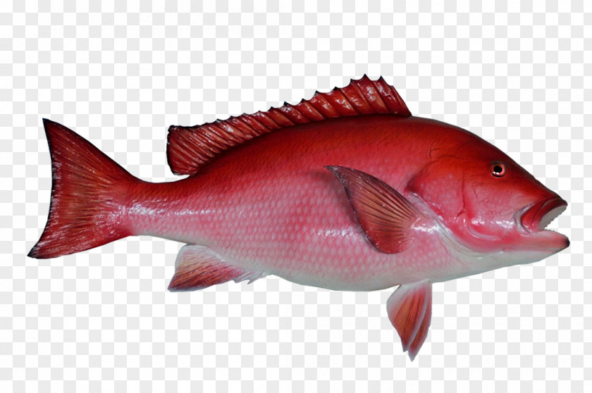 Marine Fish Northern Red Snapper Fishing Clip Art PNG
