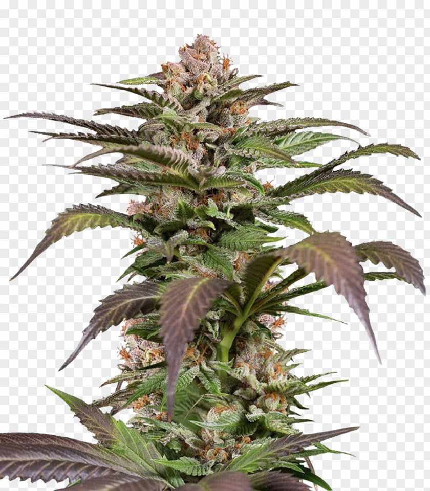 Skunk Feminized Cannabis Cup Seed High Times PNG