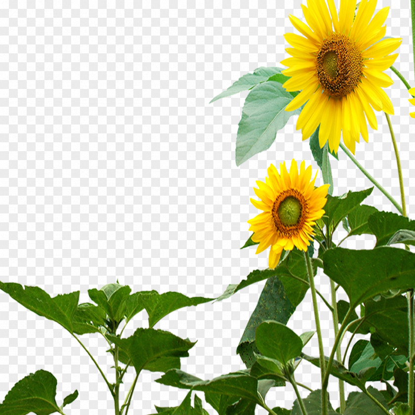 Sunflower Butterfly Common Transparency And Translucency PNG