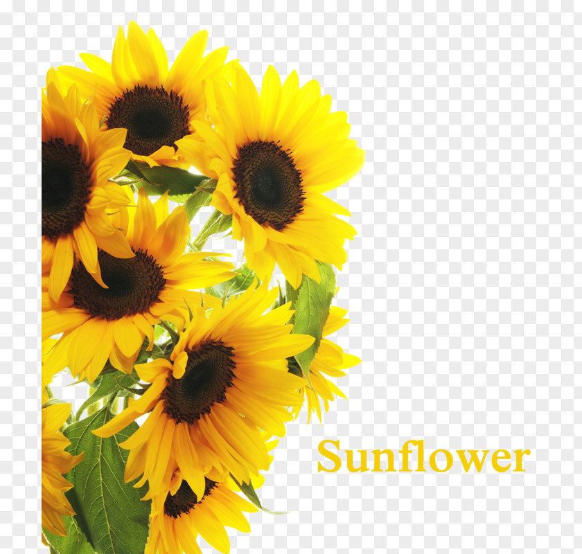 Sunflower Common Clip Art Kuaci Photography PNG