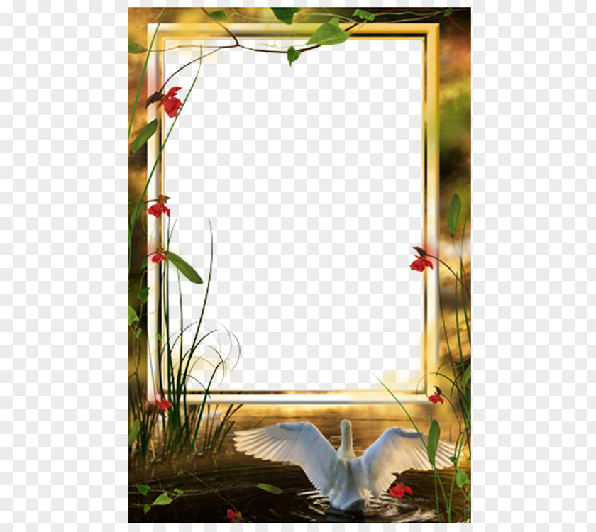 Swan Romantic Frame Picture PNG