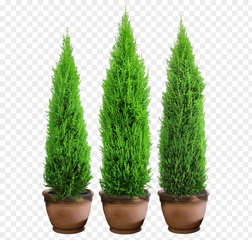 Tree Spruce Flowerpot Soil PNG