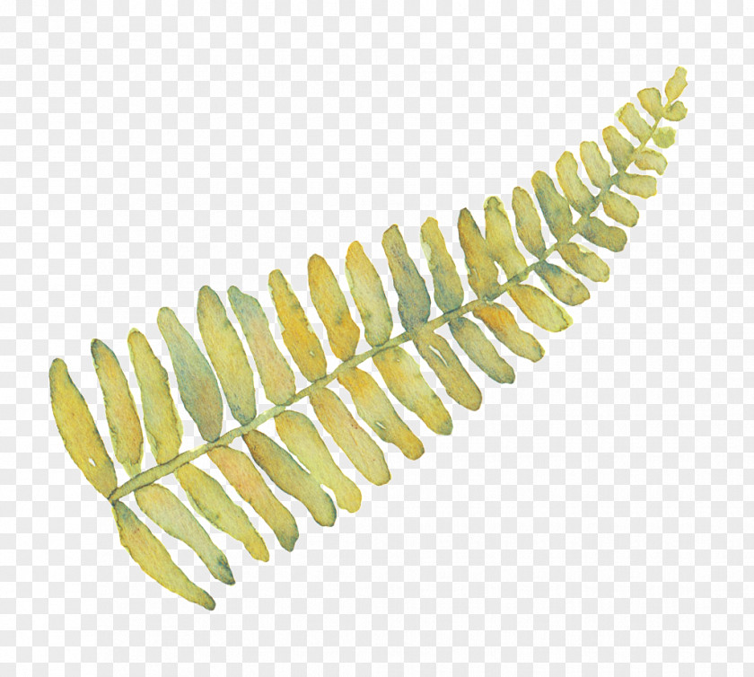 Austere Design Element Leaf Fern Image Pteridophytes PNG