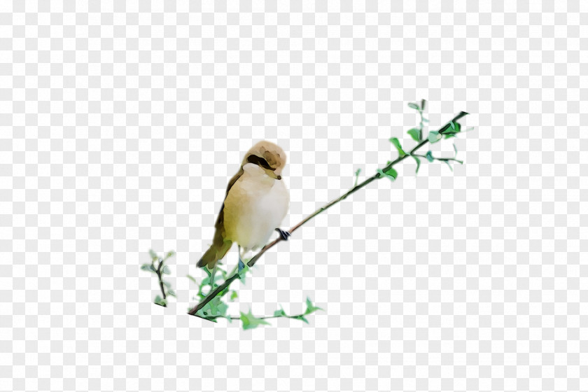 Beak Finches Fauna Feather PNG