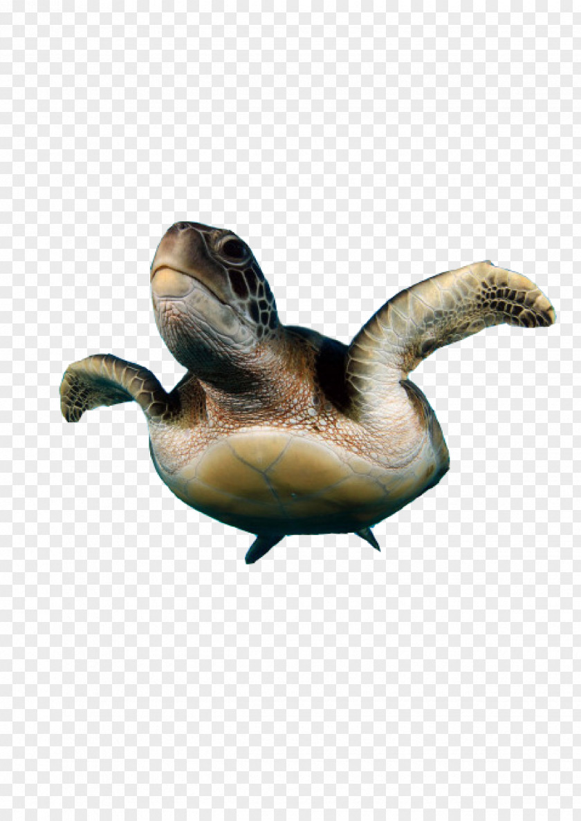 Fish Turtle Natures Best Photography PNG