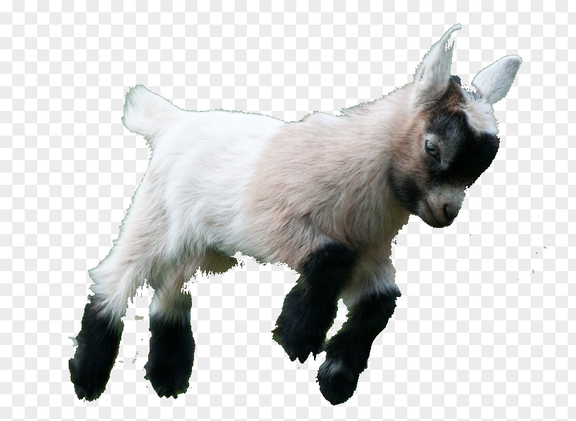 Goat Simulator Boer Fainting American Lamancha Pygmy PNG