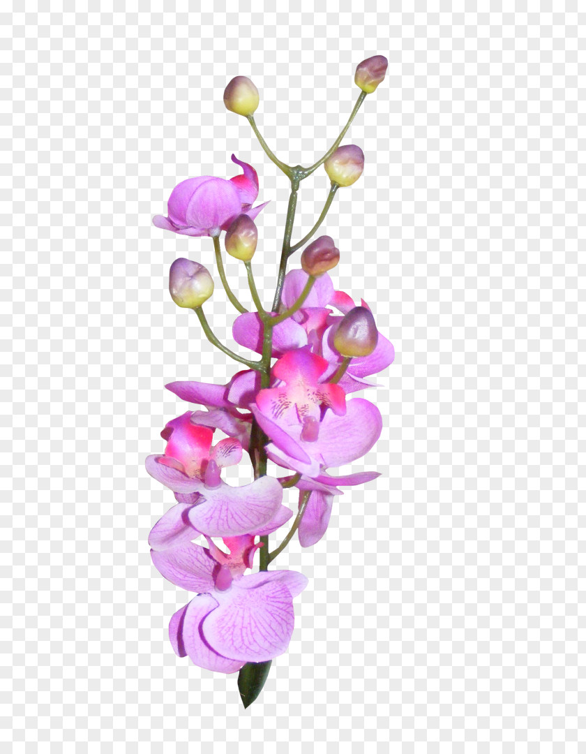 Purple Orchids PNG