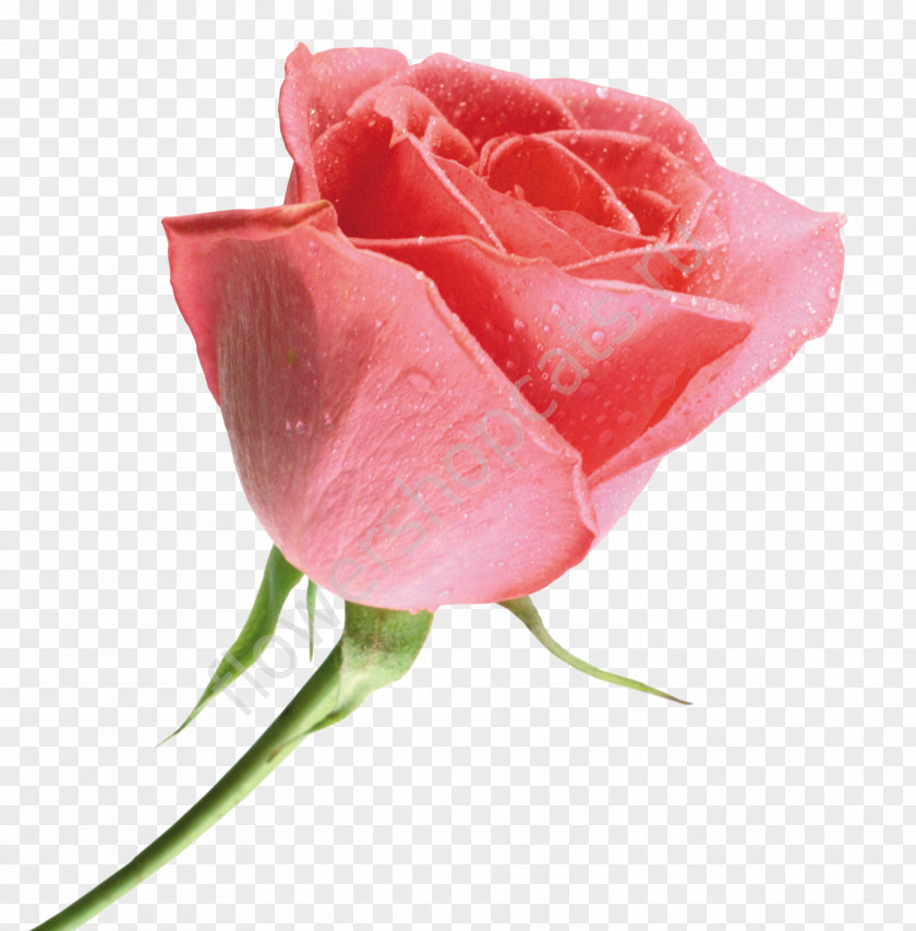 Rose Leslie Beach Flower Still Life: Pink Roses Red Color PNG