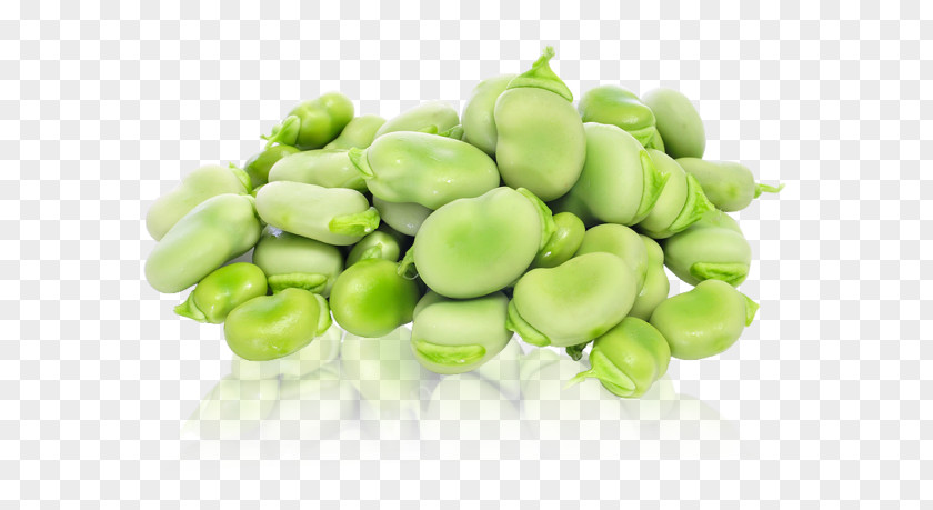 Vegetable Lima Bean Broad Food PNG