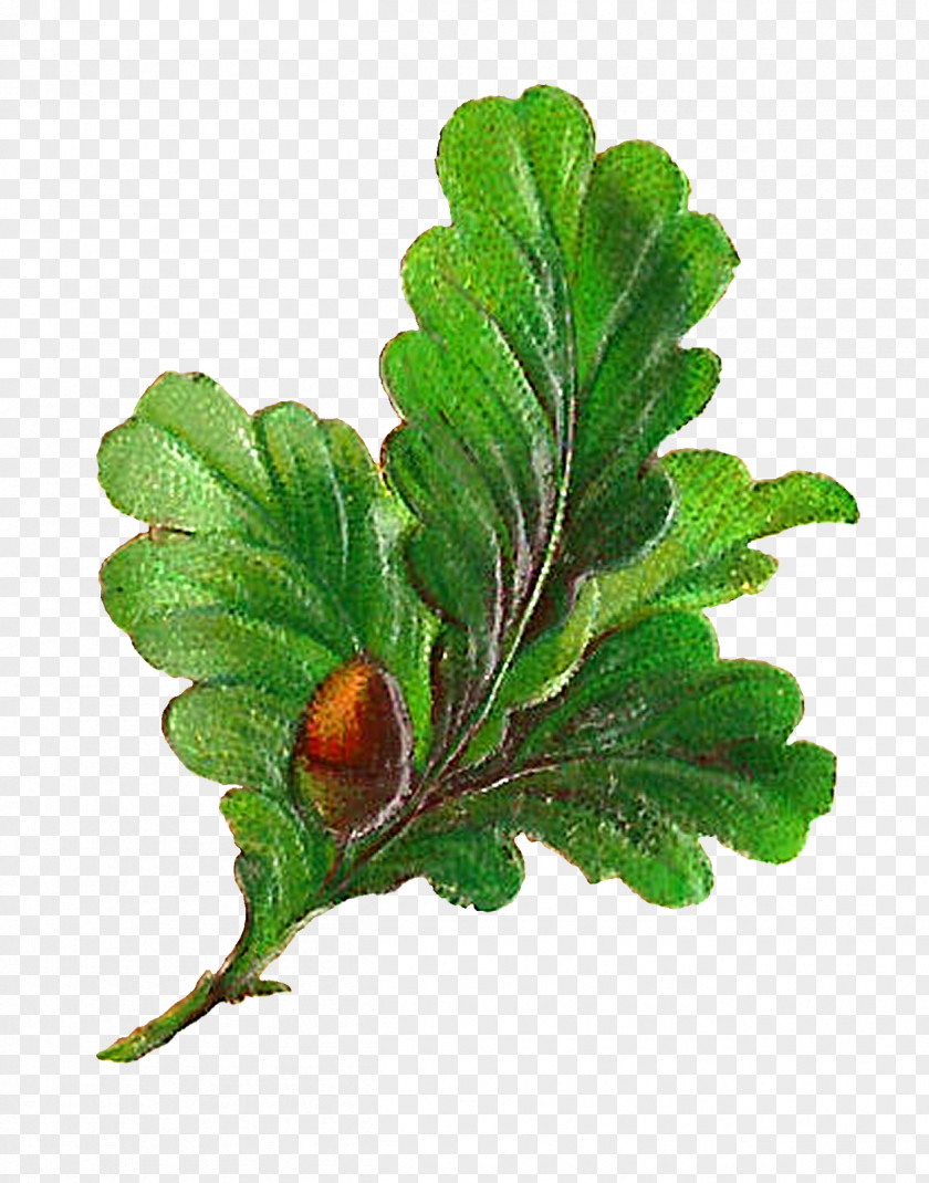 Acorn Squash Art Leaf Clip PNG