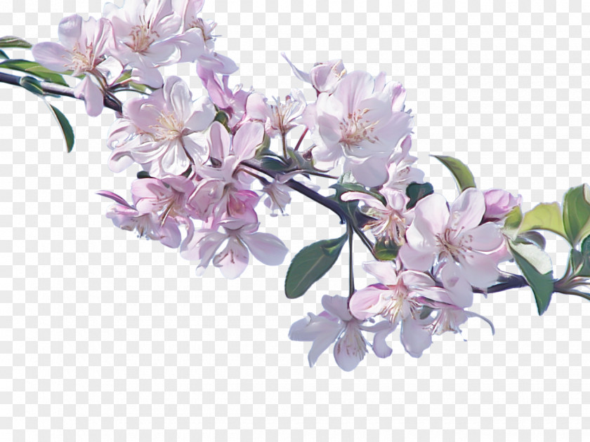 Magnolia Cut Flowers Flower Flowering Plant Lilac Branch PNG