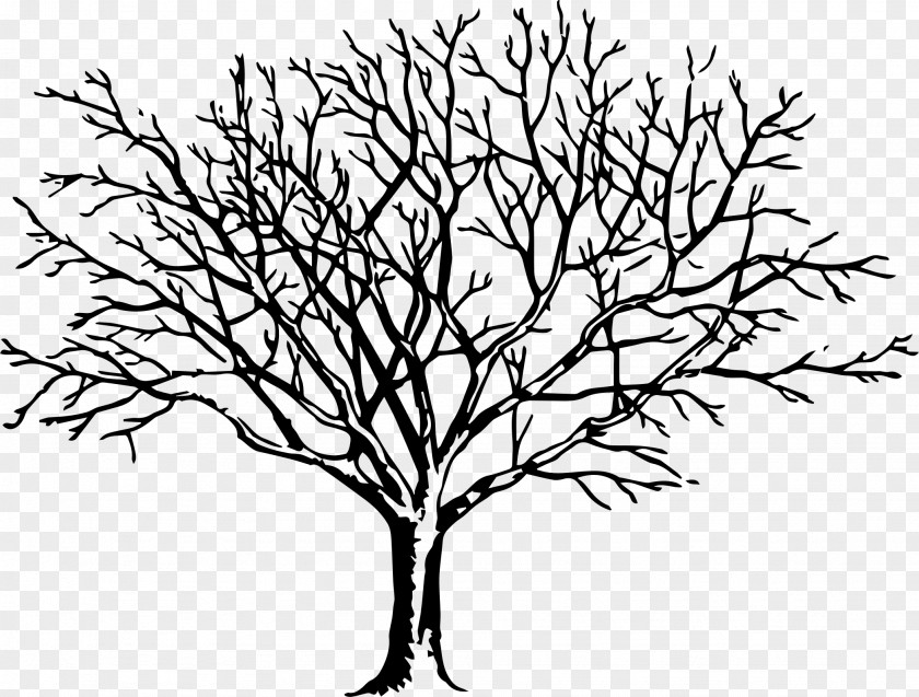 Clip Art Drawing Tree Free Content Image PNG