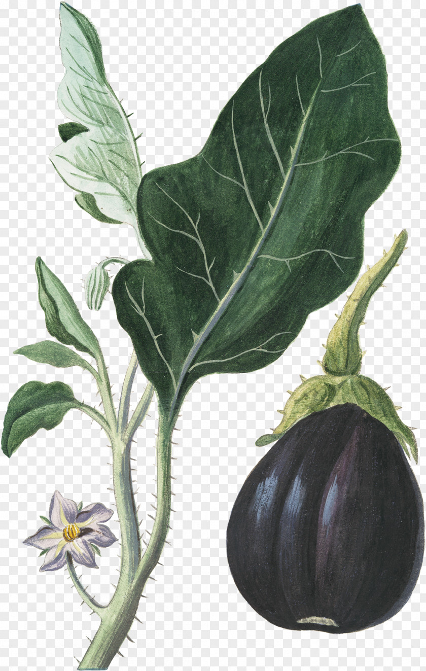 Eggplant Vegetable Botanical Illustration Botany PNG