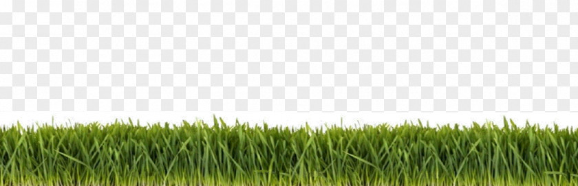 Ground Grass Chinese Herbology Lawn PNG