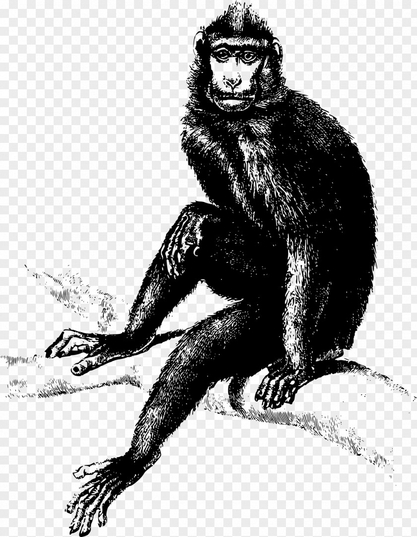 Monkey Common Chimpanzee Ape Primate Clip Art PNG