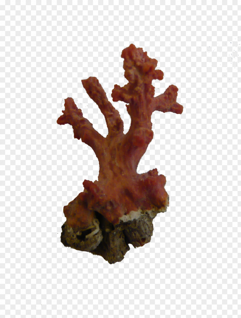 Red Coral Alcyonacea Jellyfish PNG