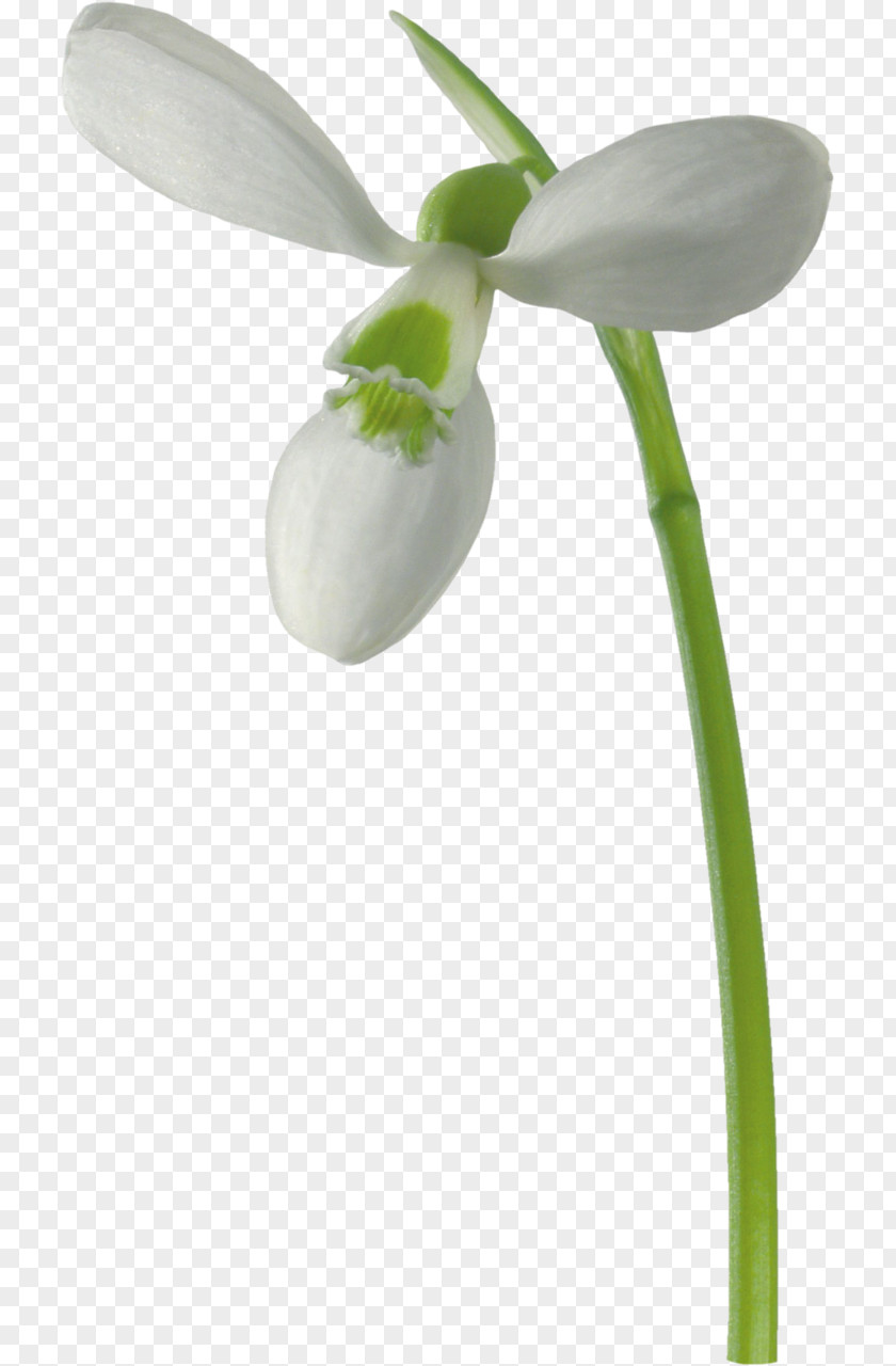 Snowdrop Galanthus Nivalis Flower Raster Graphics Clip Art PNG