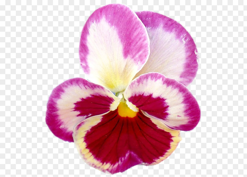 Pansies Pansy Moth Orchids Cattleya PNG