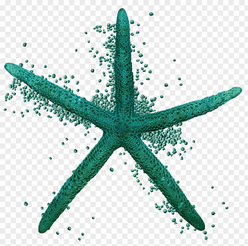 Acid Sulphur Spring Starfish Sea Echinoderm Animal Ocean PNG