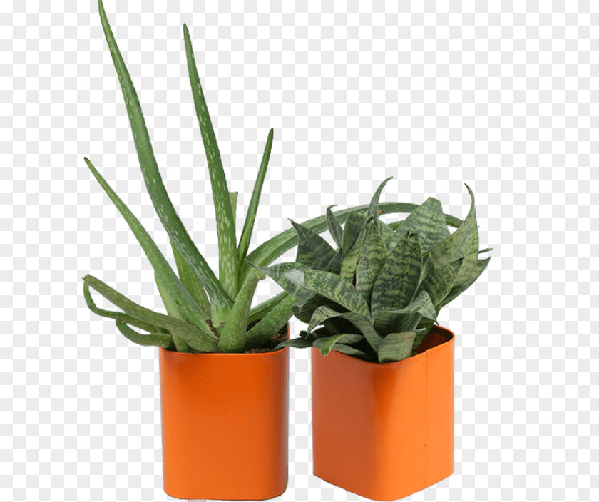 Alovera Flag INAV DBX MSCI AC WORLD SF Flowerpot Houseplant Agave Aloe Vera PNG