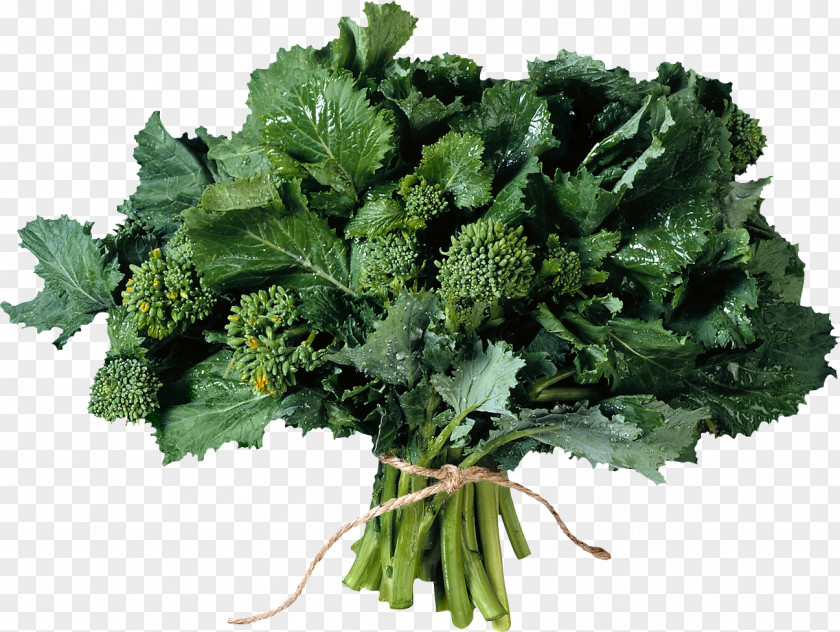 Broccoli Herb Parsley Salad Clip Art PNG