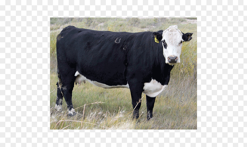 Bull Hereford Cattle Dairy Angus Calf Black PNG