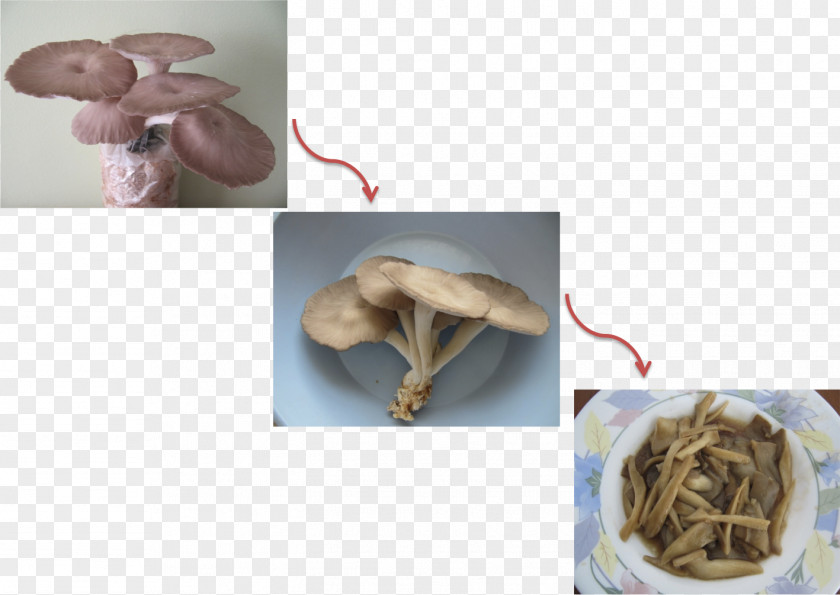 Fried Mushroom Organism PNG